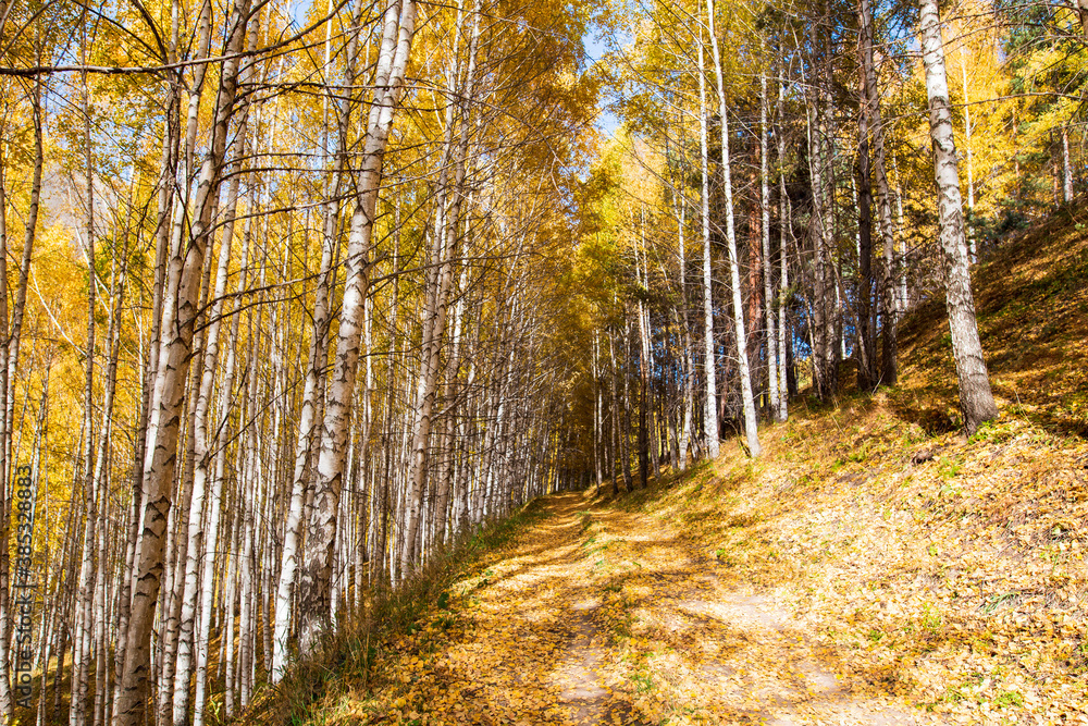 Autumn landscape. Beautiful birch trees. Walk in the birch forest. Natural background. Place to insert text. Autumn landscape. Beautiful birch trees. Walk in the birch forest. Natural background. Place to insert text.