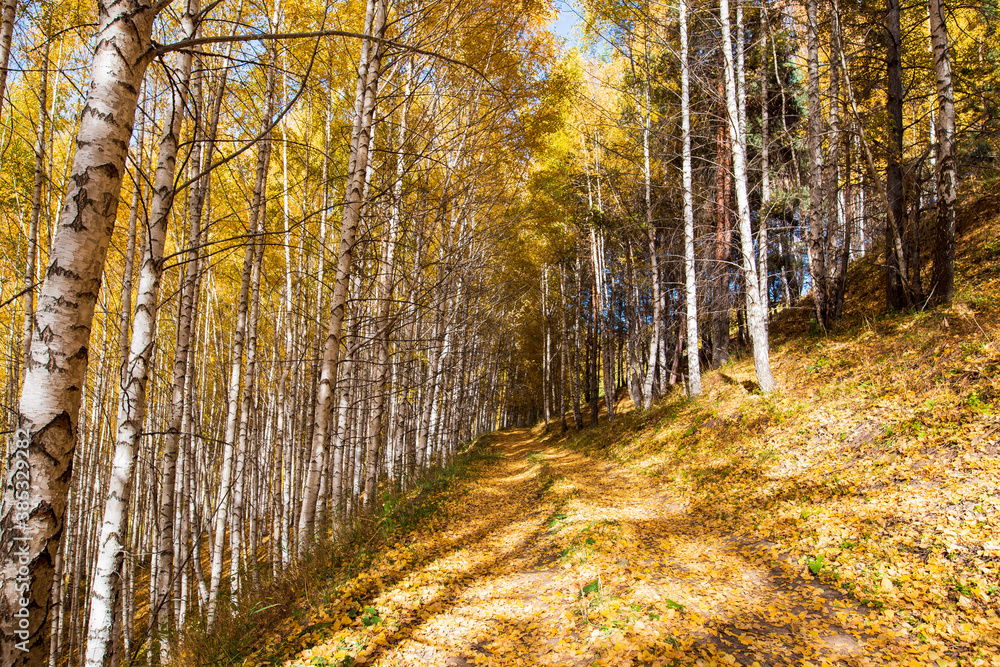 Obraz premium Autumn landscape. Beautiful birch trees. Walk in the birch forest. Natural background. Place to insert text.