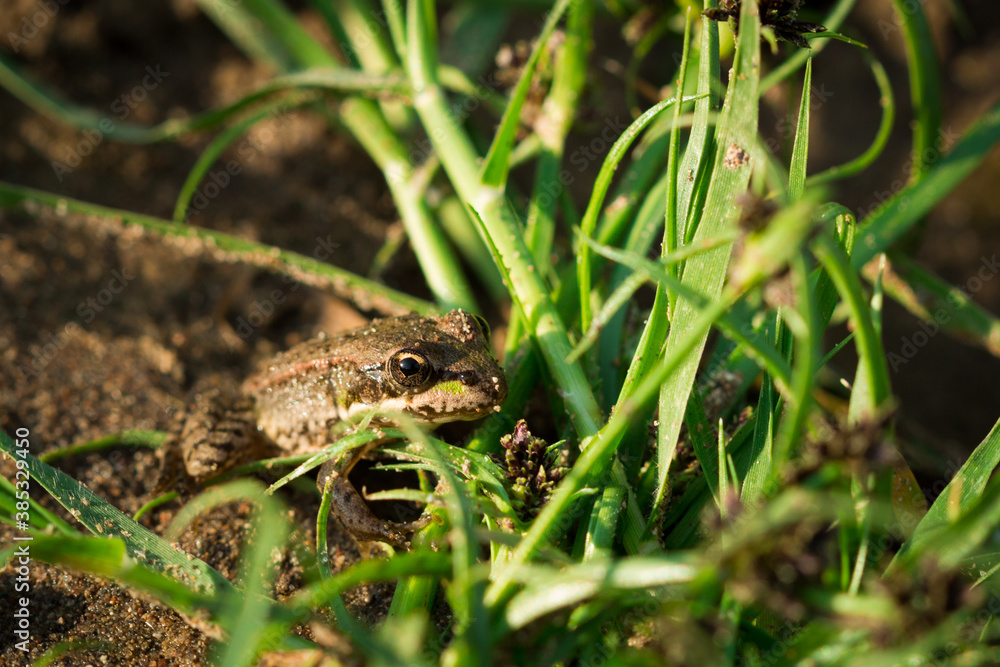 The marsh frog (lat. Pelophylax ridibundus) The marsh frog (lat. Pelophylax ridibundus)