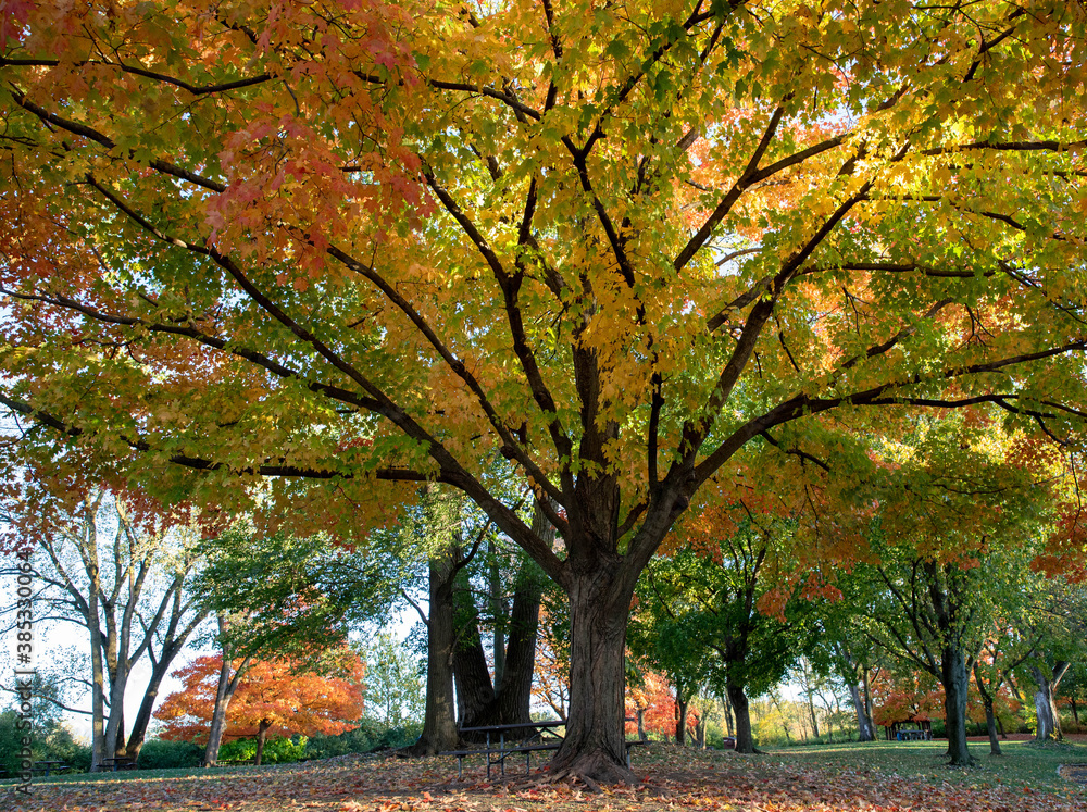 Brilliant fall colors bursting with  yellow, red and orange on stately old maple trees in an Illinois forest preserve.  