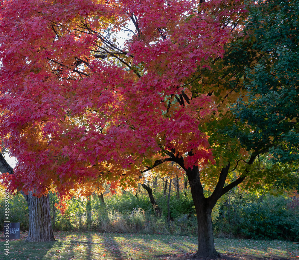 Naklejka premium Brilliant fall colors bursting with yellow, red and orange on stately old maple trees in an Illinois forest preserve. 