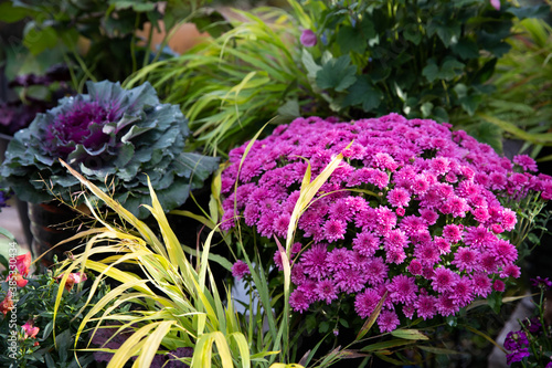 Fuchsia mums highlights this collection of garden containers along with Japanese hakone grass and Ornamental kale  photo
