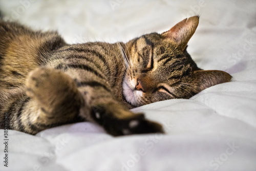Grey tabby cat laying sleeping on a bed closeup
