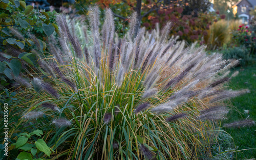 Pennisetum alopecuroides, Red Head fountain grass has snazzy bottlebrush plumes highlighted by the early dusk light 