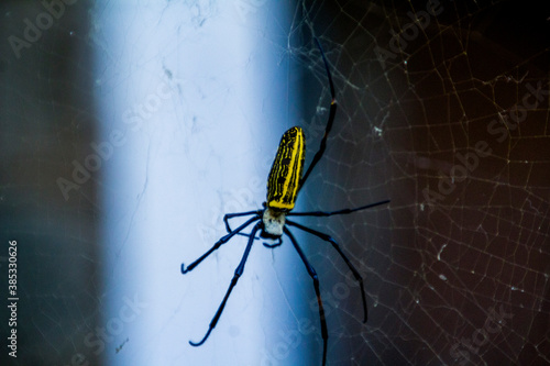 Giant wood Spider photo