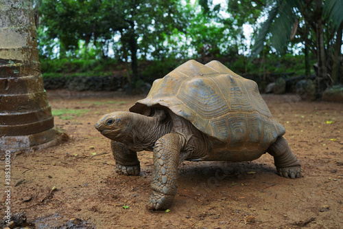 Beautiful turtle in wild animal reservation  