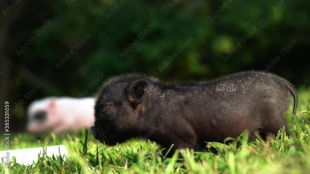 Small teacup piglet walking through grass. Small teacup piglet walking through grass.