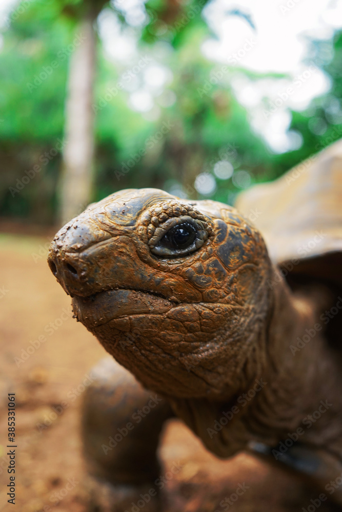 Beautiful turtle in wild animal reservation Beautiful turtle in wild animal reservation