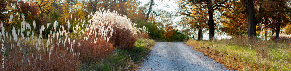 Naklejka premium A horizontal banner featuring a fall pastoral landscape of tall flame grass, miscanthus, purpurascens along a one lane gravel road. 