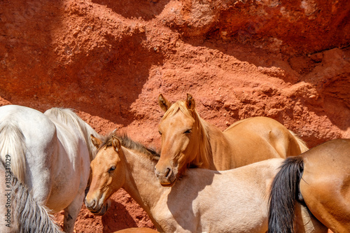 horse in the desert