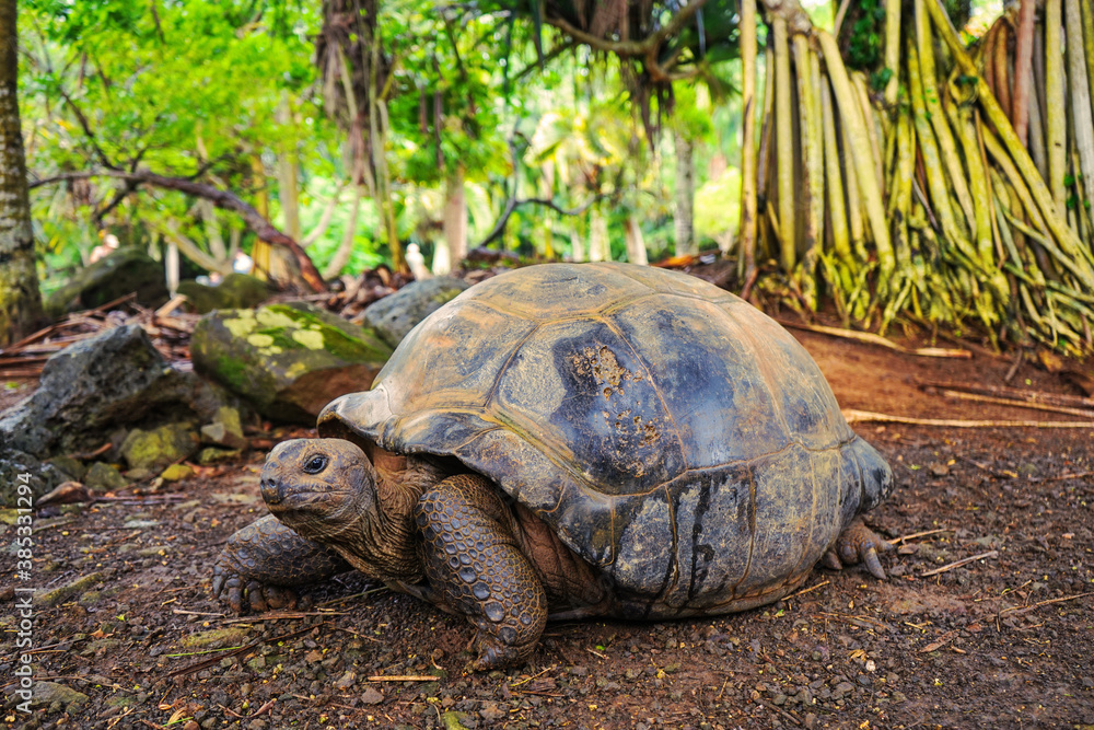 Beautiful turtle in wild animal reservation Beautiful turtle in wild animal reservation