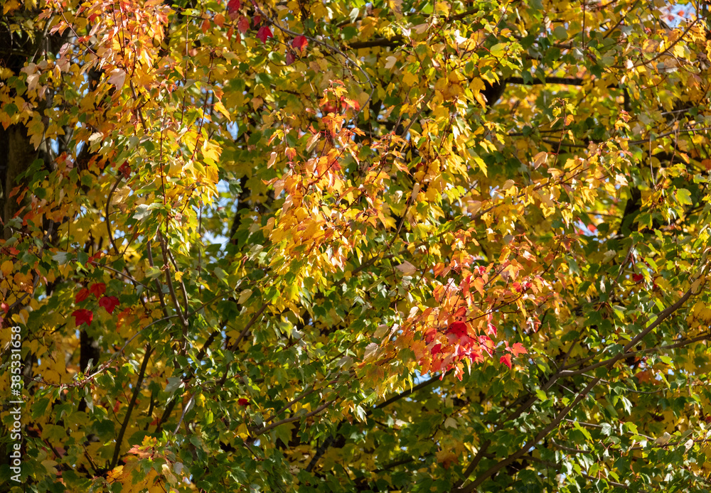 Red maple tree, also known as Acer Rubrum, in a blaze of colour in autumn. Photographed in Pinner, Middlesex, UK