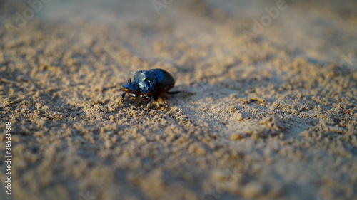 Scarab creeping on sand. Insects life.