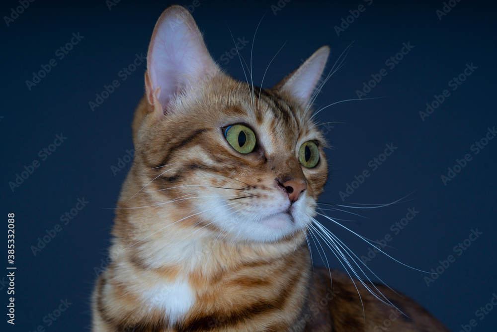 Bengal cat close-up portrait.