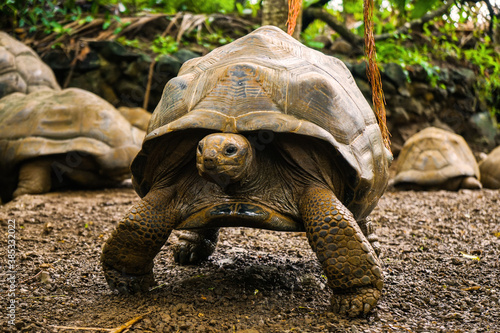 Beautiful turtle in wild animal reservation