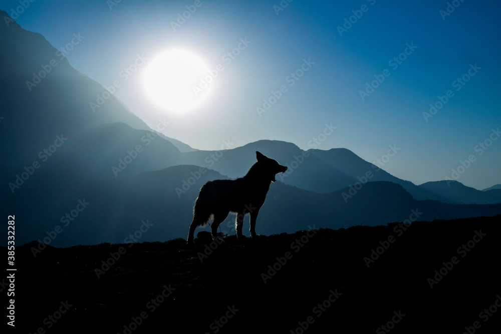 Fototapeta premium Wolf of the mountain