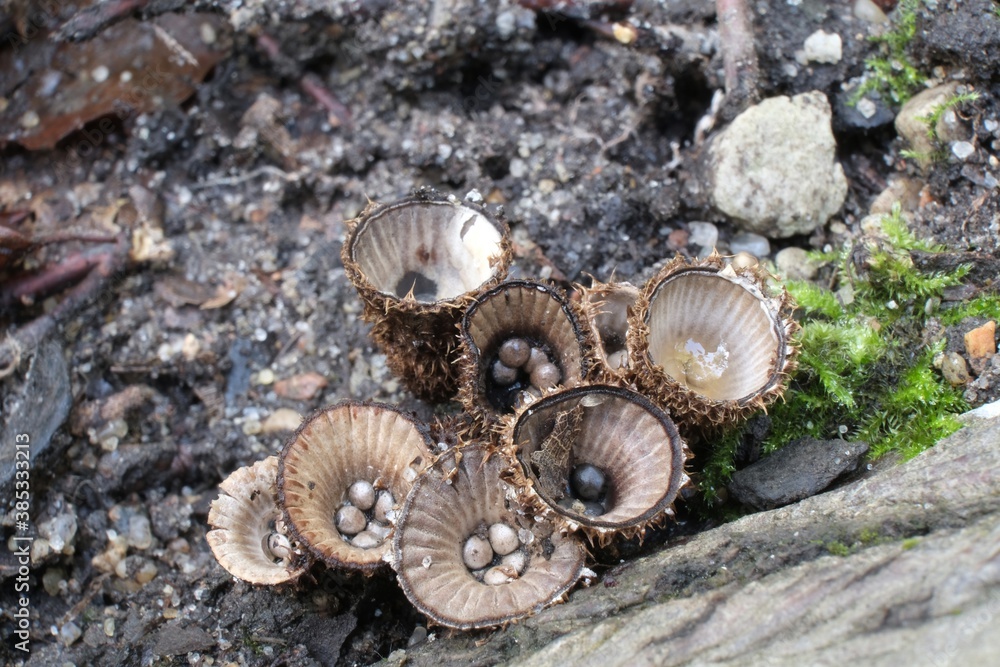 Amazing little mushroom looks like cup with pebbles - Cyathus striatus, bird's nest fungi Amazing little mushroom looks like cup with pebbles - Cyathus striatus, bird's nest fungi