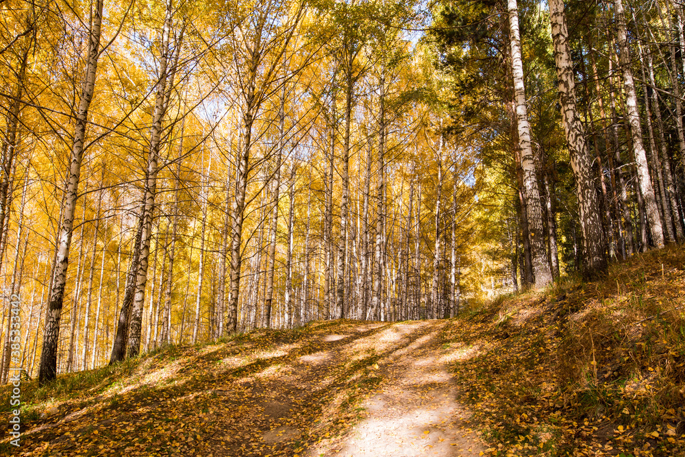 Autumn landscape. Beautiful birch trees. Walk in the birch forest. Natural background. Place to insert text. Autumn landscape. Beautiful birch trees. Walk in the birch forest. Natural background. Place to insert text.