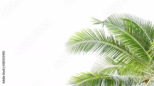 Tropical beach palm leaves coconut tree  on white background,  palm fronds swaying in wind.