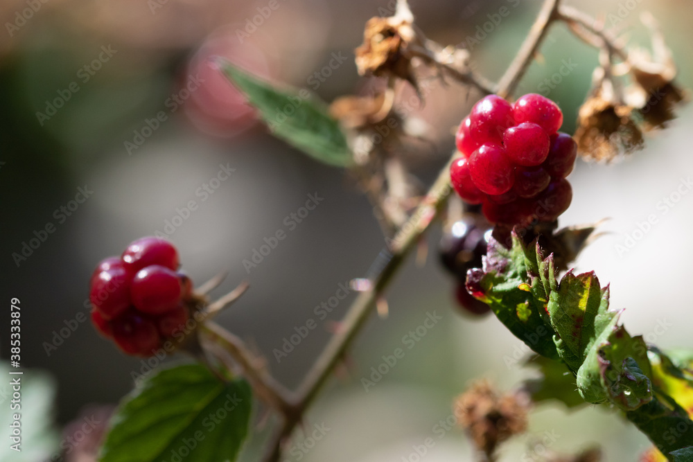 Macro of wild rasberries in the forest
Macro of wild rasberries in the forest