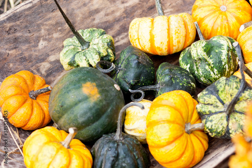 Close up of small orange and green pumkins of an interesting shape