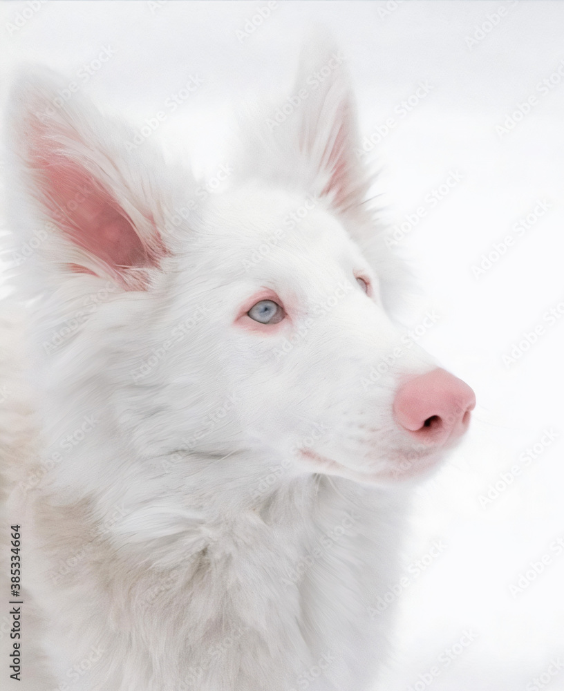 White dog White dog
