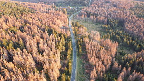 Waldsterben im Harz