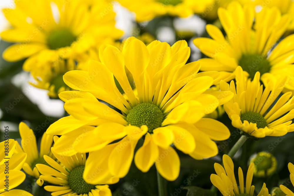 Chrysanthemum indicum Chrysanthemum indicum