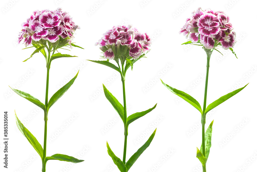 Fototapeta premium Three inflorescences of turkish carnation isolated on white. Beautiful spring summer white-purple flowers