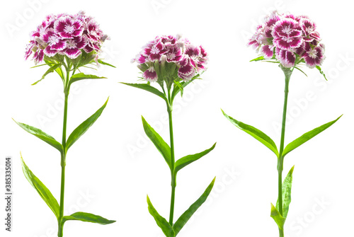 Three inflorescences of turkish carnation isolated on white. Beautiful spring summer white-purple flowers