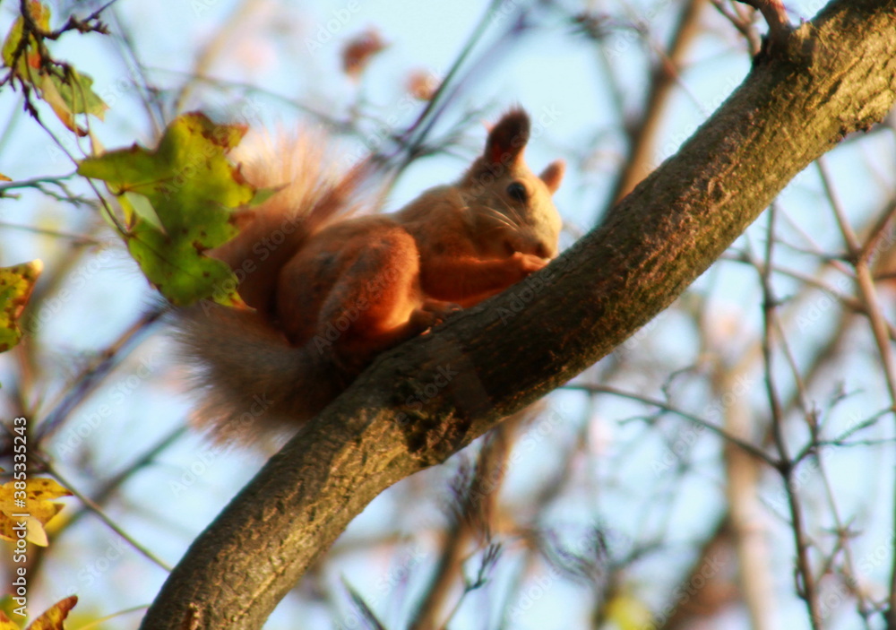 squirrel on a tree squirrel on a tree