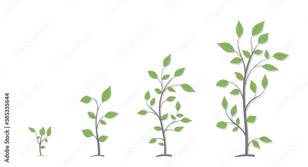The process of growing a plant with green leaves from small to large on a white background