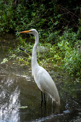 A single white great egret standing in shallow water
