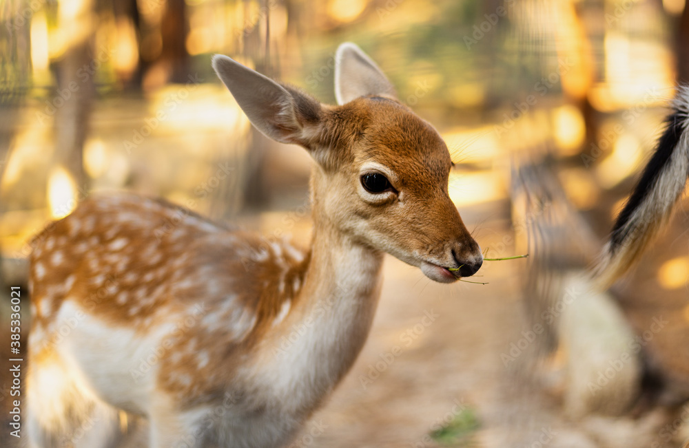 Small fallow deer at woodland during sunset Small fallow deer at woodland during sunset