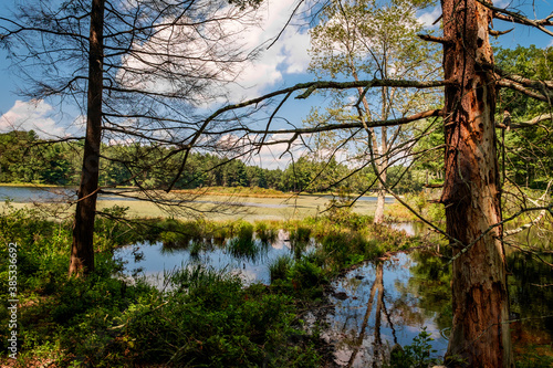 Swamp Marsh Summer