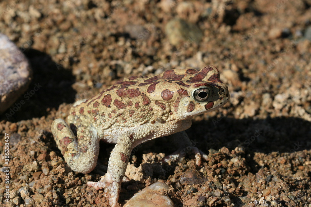 crapaud de mauretanie bufo mauritanicus au maroc crapaud de mauretanie bufo mauritanicus au maroc