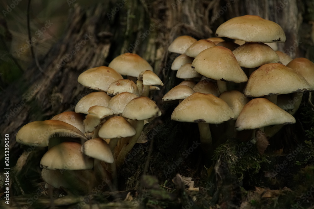 Wald Szene mit wild wachsenden Pilzen im Herbst Wald Szene mit wild wachsenden Pilzen im Herbst