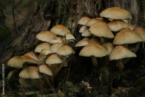 Wald Szene mit wild wachsenden Pilzen im Herbst