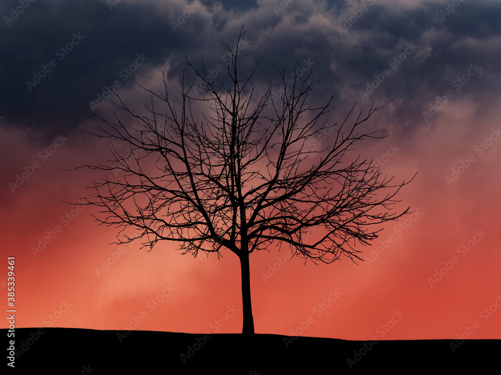 Dramatic cloudy sky and tree silhouette halloween background