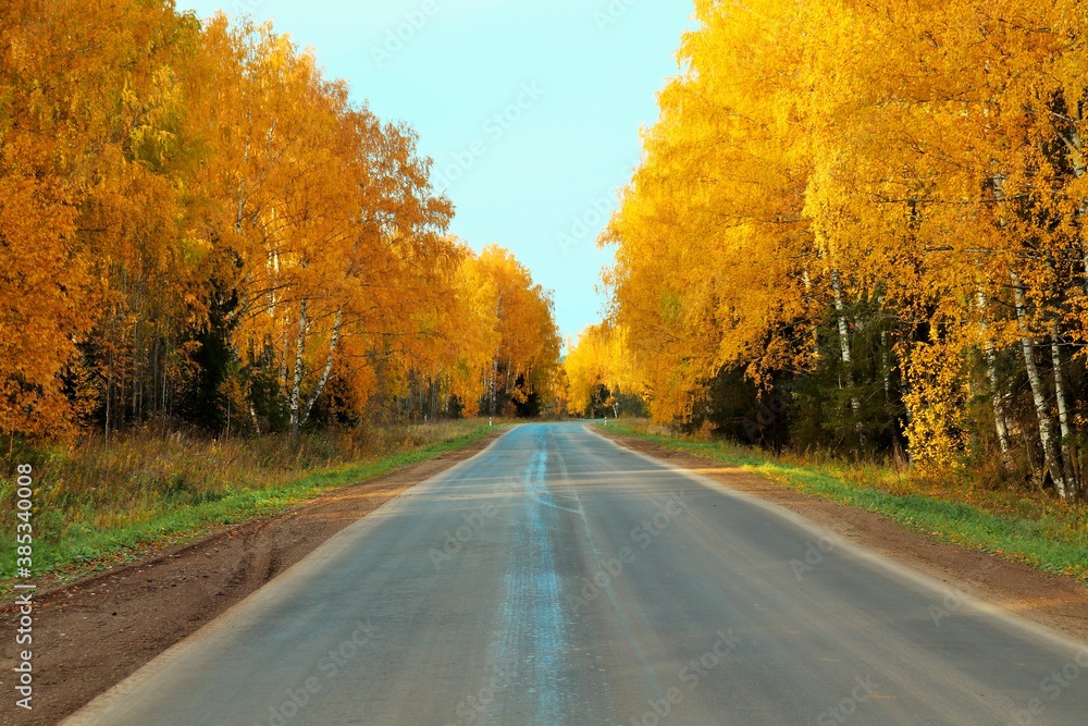 Road through the autumn forest on a sunny day Road through the autumn forest on a sunny day