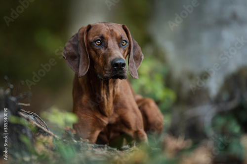 Rhodesian ridgeback dog in the forest
