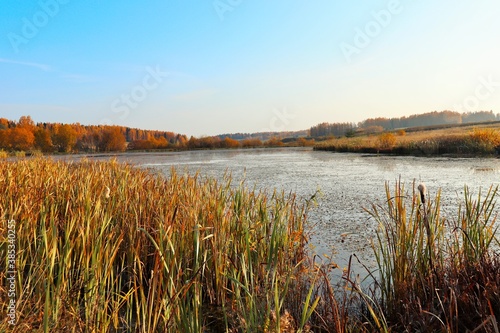 An overgrown small lake on an autumn morning