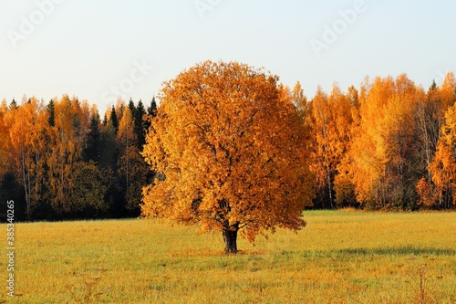 A lonely tree standing in a field covered with autumn golden foliage
