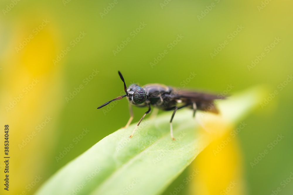 fly on leaf fly on leaf