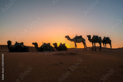 camels in the desert