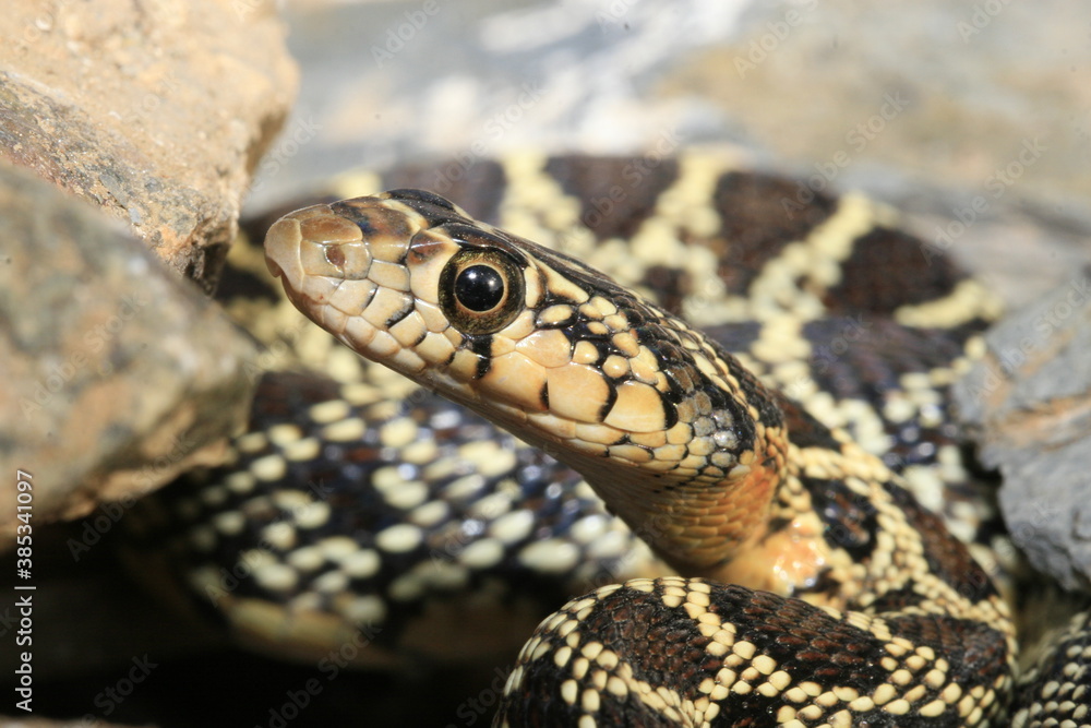 Fototapeta premium Couleuvre fer à cheval hemorrhois hippocrepis