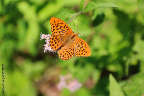 Argynnis paphia butterfly resting on vegetation and wildflowers