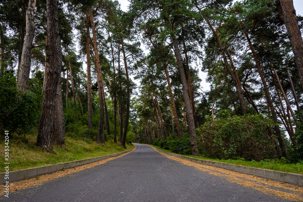 road in the pine forest road in the pine forest