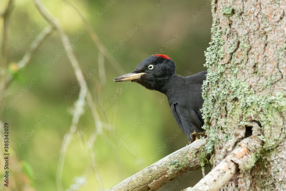Fototapeta premium Black woodpecker (Dryocopus martius) perched on a tree in the forest. Beautiful black woodpecker with red cap feeding in its environment with soft background.Wildlife scene from nature. Czech Republic