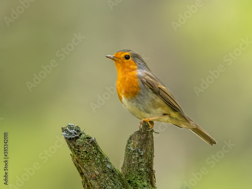 Eurasian robin (Erithacus rubecula) sitting on a mossy trunk in the forest. Small brown songbird with orange throat with soft green background. Wildlife scene from nature. Czech Republic
